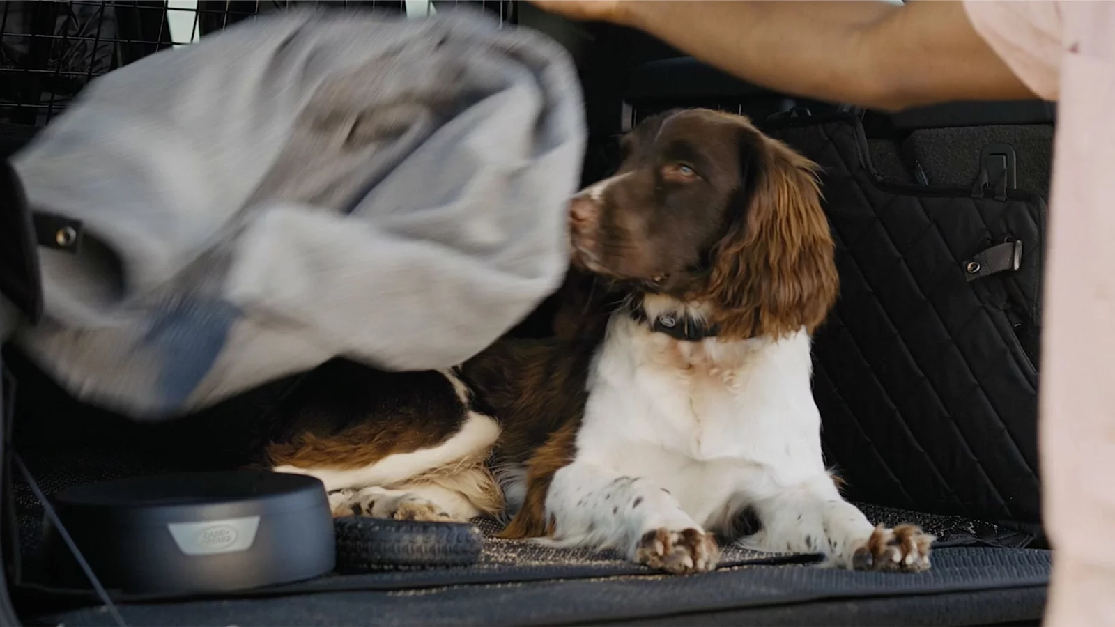 WHY KEEPING YOUR DOG COOL MATTERS