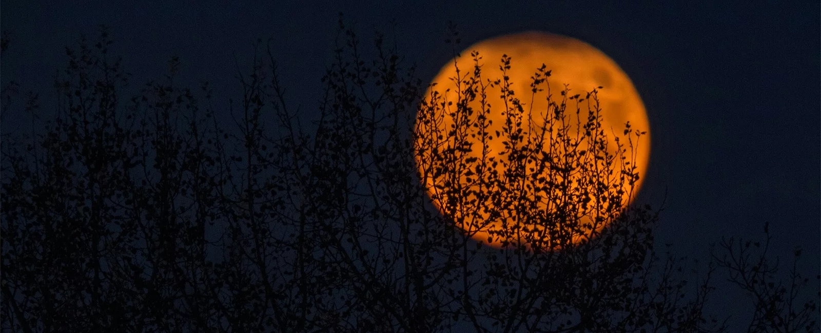 JAPON ÇİÇEK DÜZENLEME SANATI: İKEBANA
