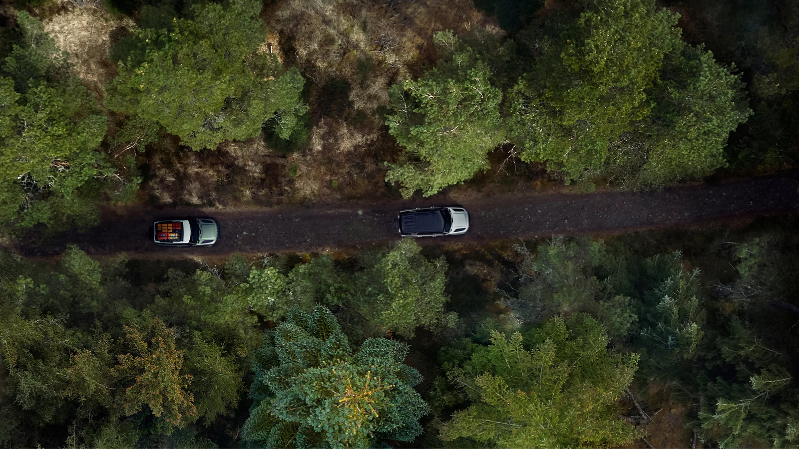Two SUVs travel along a secluded forest trail, surrounded by deep green canopies—an effortless blend of capability and tranquil refinement.