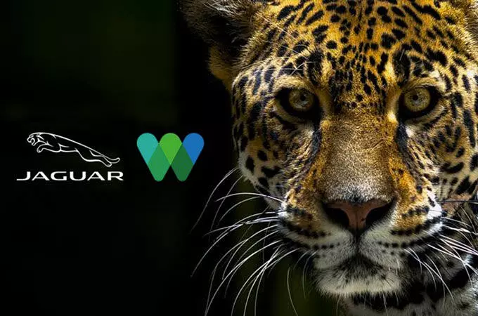 JAGUAR COLOMBIA, LATINOAMÉRICA Y CARIBE SE UNE CON LA WILD LIFE CONSERVATION SOCIETY PARA PARA GENERAR CONCIENCIA EN EL DÍA INTERNACIONAL DEL JAGUAR