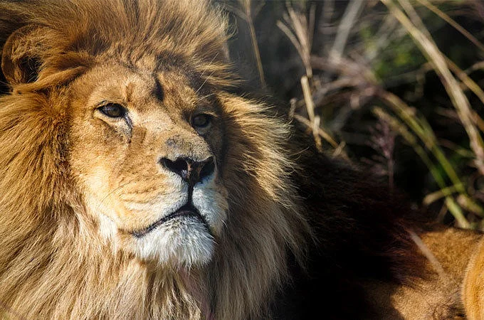 SHAMWARI GAME RESERVE