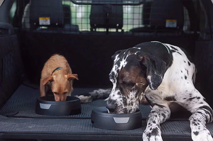 PATİLİ DOSTLARIMIZ İÇİN