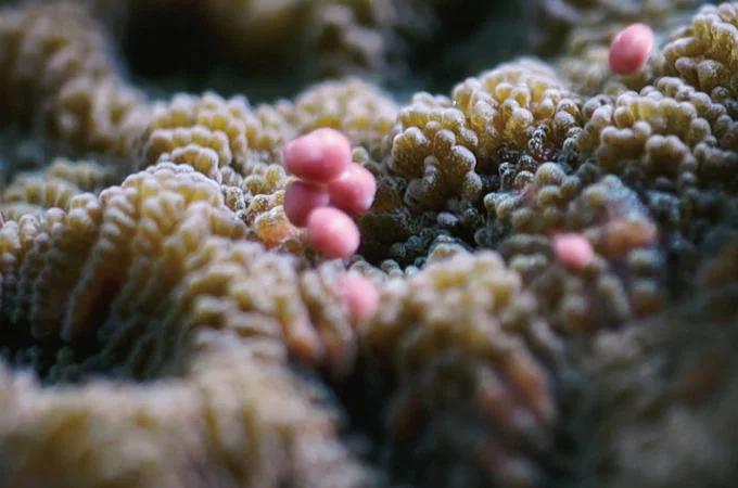 墾丁後壁湖珊瑚產卵