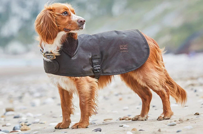 تشكيلة إكسسوارات الكلاب