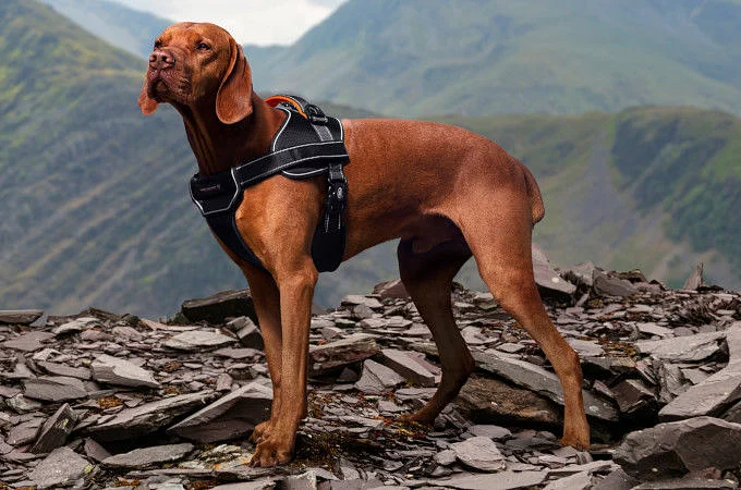 تشكيلة إكسسوارات الكلاب