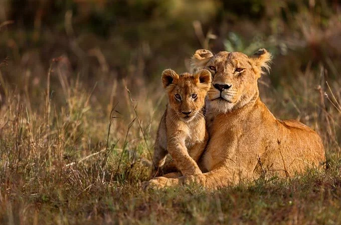SAFARI U NAMIBIJI