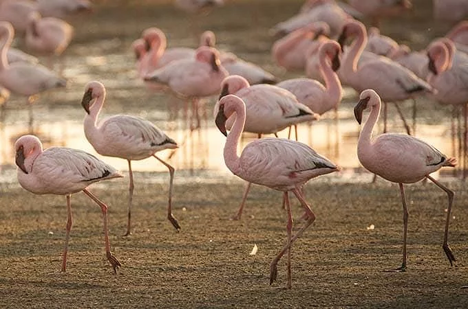 جولة ناميبيا الجنوبية - الكثبان الرملية والصور الذهنية