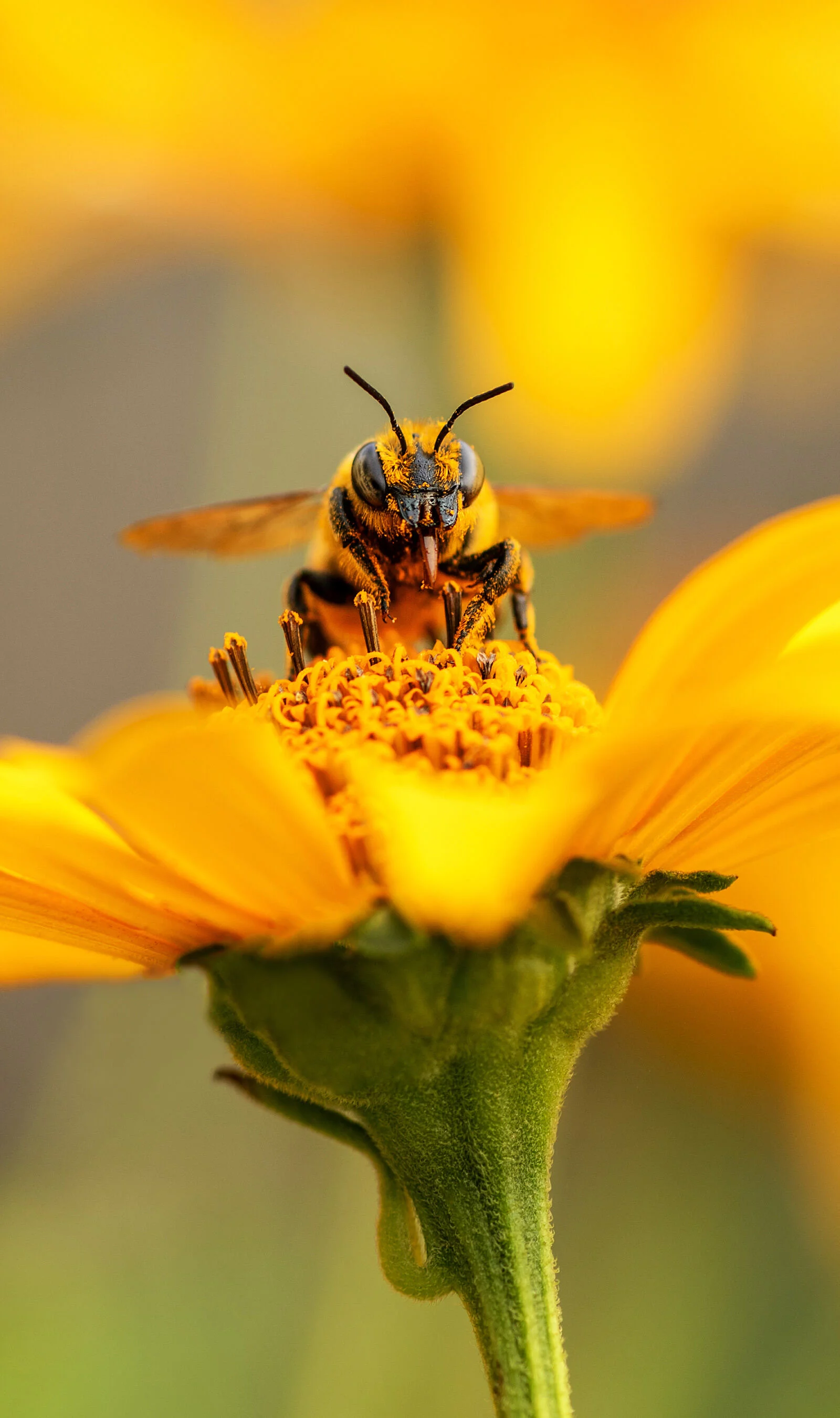 Arıları Ne Kadar Tanıyorsunuz?