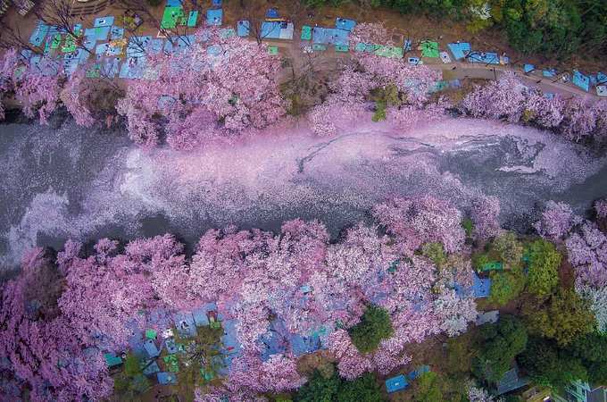 INOKASHIRA PARKI, TOKYO, JAPONYA